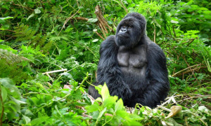 Coronavirus: le Gabon prend des mesures pour protger ses grands singes
